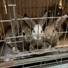 子ウサギ　約6ヶ月　メス サムネイル3