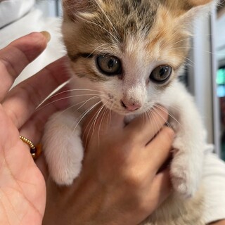 シマミケちゃん♪