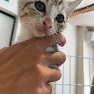 グレーなしましま男の子♪