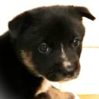 5-3-202◆可愛い子犬◆家族に迎えませんか？