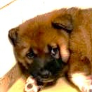 5-3-203◆可愛い子犬◆家族に迎えませんか？