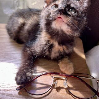 口元が可愛いくまみたいなサビネコの女の子♪