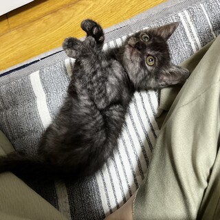 珍しい毛色元気いっぱいとても可愛い黒虎の男の子♪