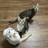 見学可★人が大好き★ジジくん★ サムネイル2