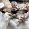 見学可★人が大好き★ジジくん★ サムネイル3