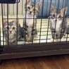 見学可★人が大好き★ジジくん★ サムネイル4