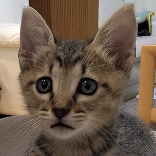 とっても鳴き声が可愛い❤️キジトラ猫のトラ君❣️