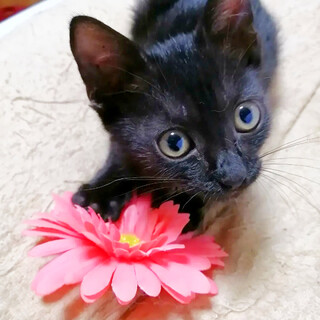 【急募★仔猫】超元気な女の子★生後約2カ月