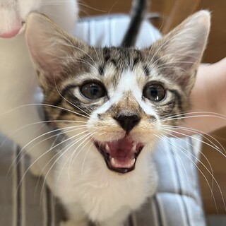 おしゃべりで甘えん坊♪追いかけてきます