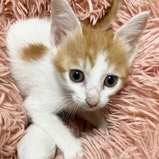 小顔イケメンお膝大好き甘えん坊1ヶ月半