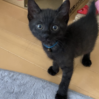 ミルクで育てました☆甘えん坊