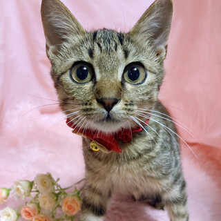 まん丸お目々のキジトラ『すももちゃん』３ヶ月