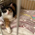 三毛猫の女の子里親募集です☆