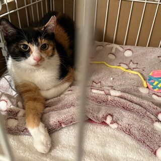 三毛猫の女の子里親募集です☆