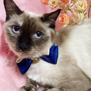 ブルーアイのシャムＭＩＸ『ダイヤちゃん』１歳