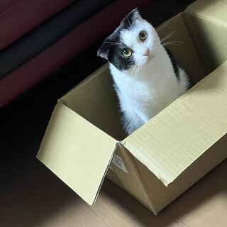 スコティッシュフォールド