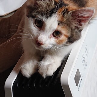 里親急募しています。