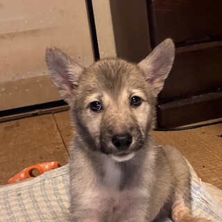 生後約2ヶ月の子犬里親緊急募集