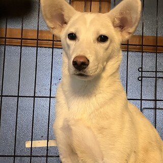 生後約4ヶ月の子犬里親緊急募集