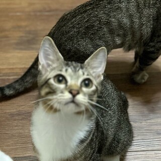 見学可★人が大好き★ジジくん★