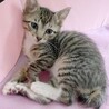 見学可★人が大好き★ジジくん★ サムネイル6