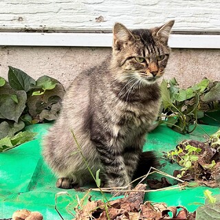 甘えん坊の推定1歳のメス猫ちゃんです。
