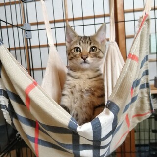 たかのり君(家族が決まりました)