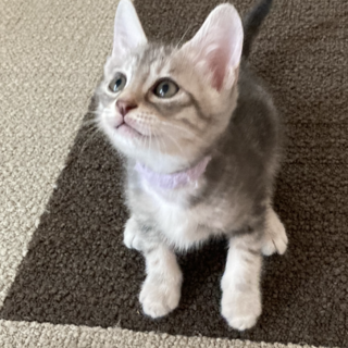 ずっと見てられる可愛さ♪3兄妹のぶぅくん