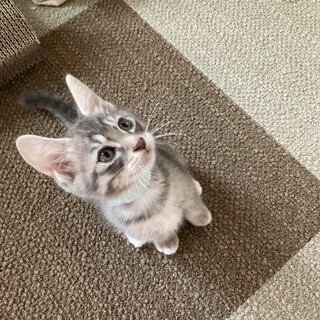 おめめがパッチリ！可愛さ100点満点♪びびくん