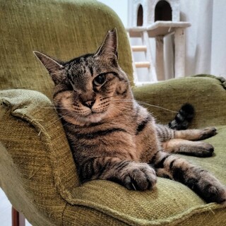 片目がなくても元気に暮らしているキジ猫きなこ