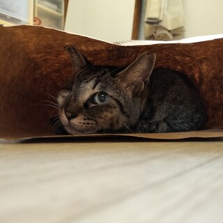 ◎片目がなくてもとってもチャーミングな猫・きなこ