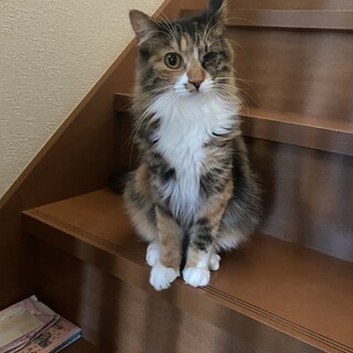 多頭崩壊レスキュー　人が大好きな女の子2匹