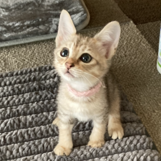 天真爛漫パステル系麦わら美人3兄妹のすずちゃん♪