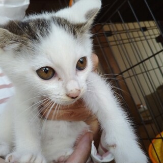 元気なキジシロ猫の里親募集します！