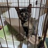 サビ猫・おっとりおとちゃん・家族募集 サムネイル2