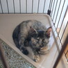 サビ猫・おっとりおとちゃん・家族募集 サムネイル3