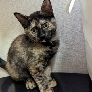 サビ猫・甘えん坊もんちゃん・家族募集