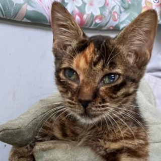 譲渡されました。