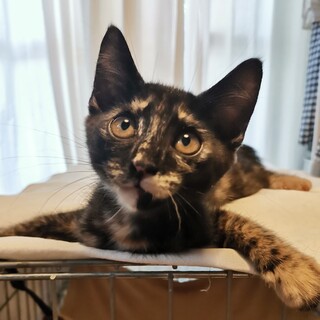 元気いっぱいな4兄妹　サビ猫いくちゃん