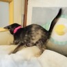 元気いっぱいな4兄妹　サビ猫いくちゃん サムネイル4