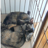 サビ猫・甘えん坊もんちゃん・家族募集 サムネイル5