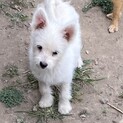 元気な小型犬MIX生後4か月姉妹　メス1