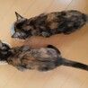 サビ猫・甘えん坊もんちゃん・家族募集 サムネイル6