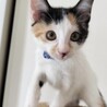 元気いっぱいな4兄妹　三毛猫うくちゃん サムネイル2