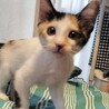 元気いっぱいな4兄妹　三毛猫うくちゃん サムネイル3