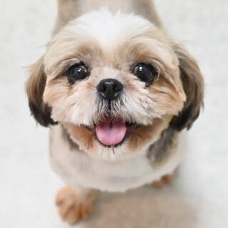 クリクリお目々がチャームポイントのシーズー♡