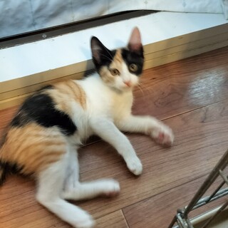 元気いっぱいな4兄妹　三毛猫さくちゃん