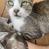 里親募集中の猫ちゃんです。かなり優しい性格をしていて甘えん坊です。白血病陽性、猫エイズ陰性です。