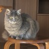 ふうちゃん里親募集中 サムネイル5