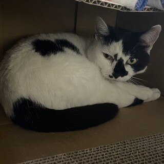 なつこくてまるっこくてかわいいおちびちゃん
